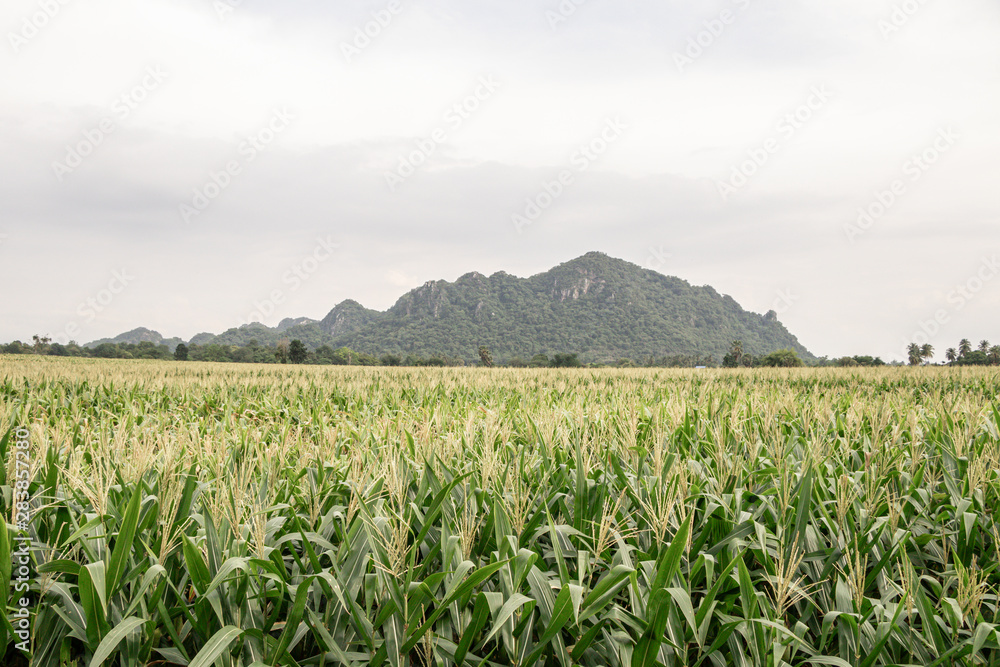 Organic corn field at agriculture field.Beautiful green field before harvest.