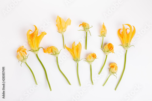 Fresh green zucchini flower and leaves on white background.