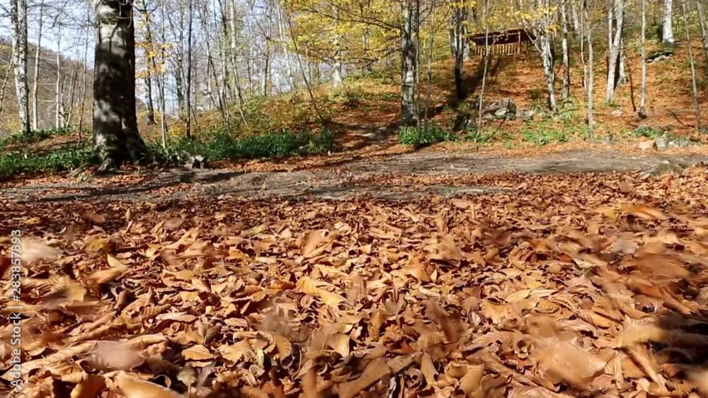 Autumn Background Autumn Background