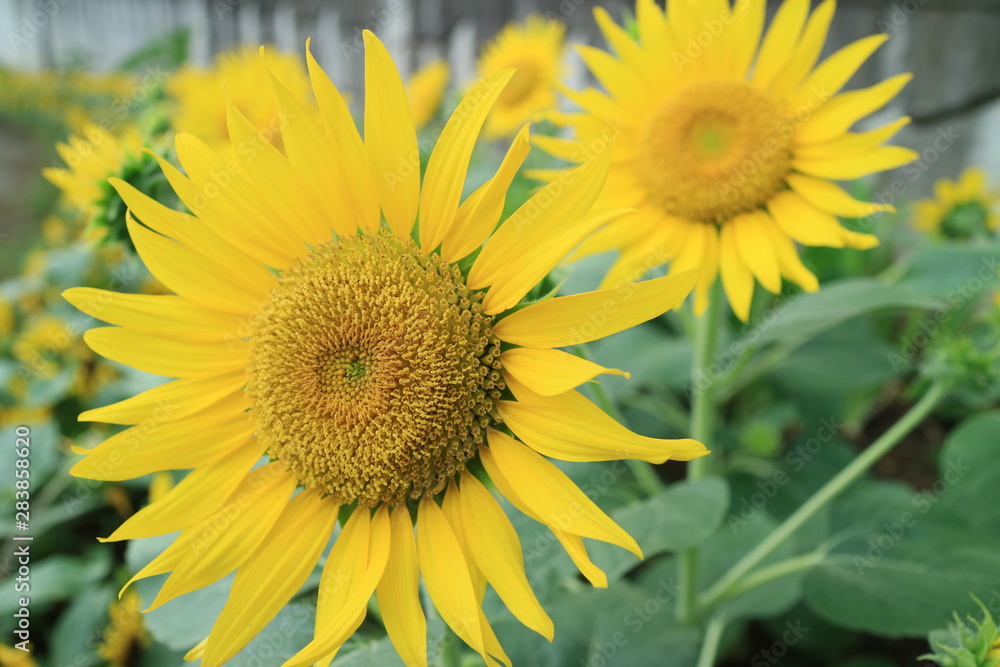 ひまわりの花