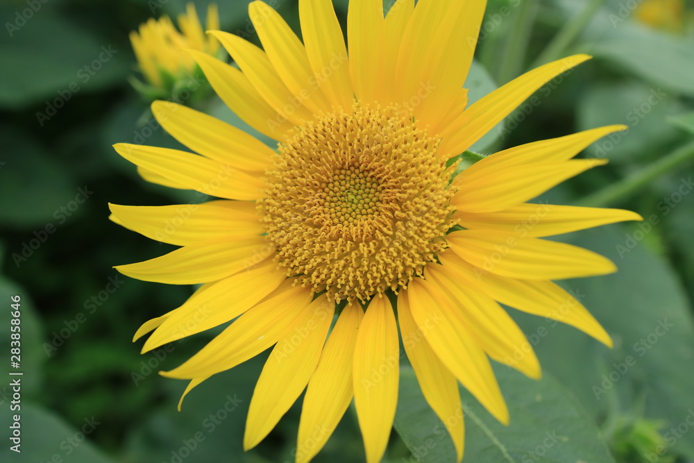 ひまわりの花 ひまわりの花