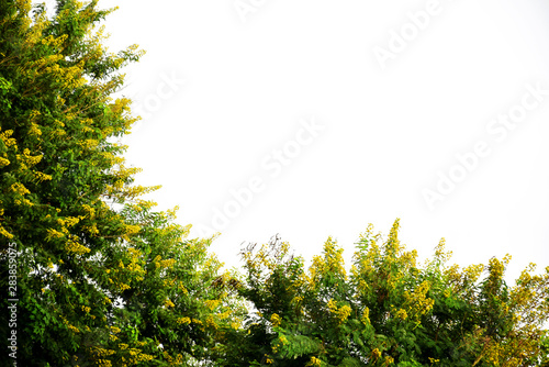 Yellow flowers of green tree isolated on white background