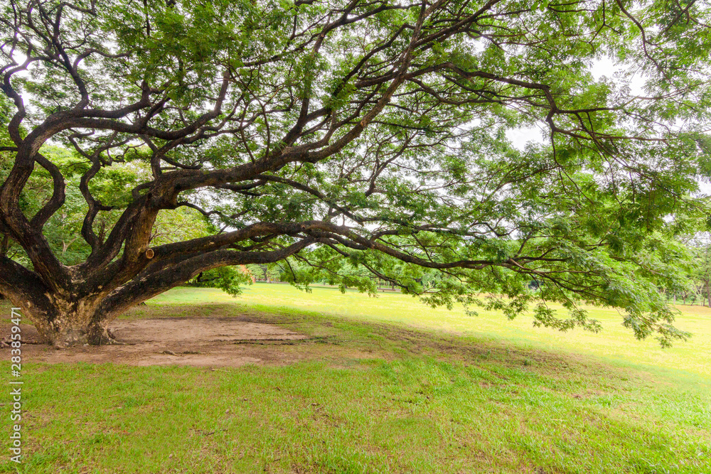 Big trees in a fresh green nature garden Big trees in a fresh green nature garden