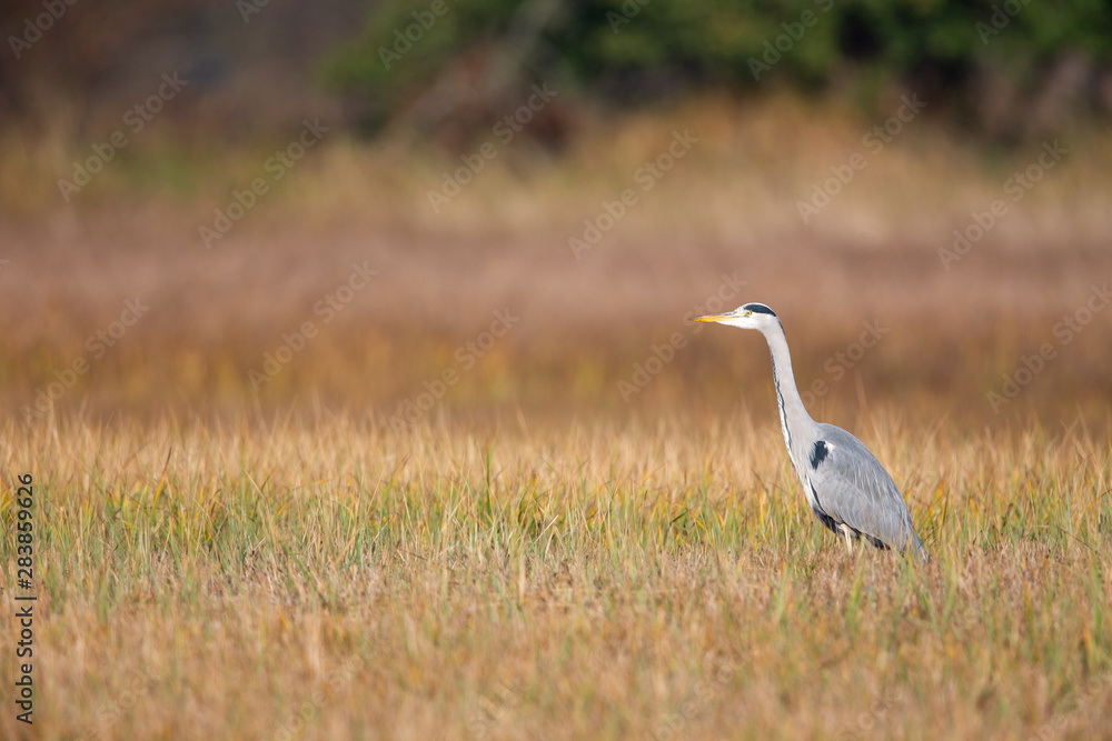 Grey Heron (Ardea cinerea) on a meadow in the nature protection area Moenchbruch near Frankfurt, Germany. Grey Heron (Ardea cinerea) on a meadow in the nature protection area Moenchbruch near Frankfurt, Germany.