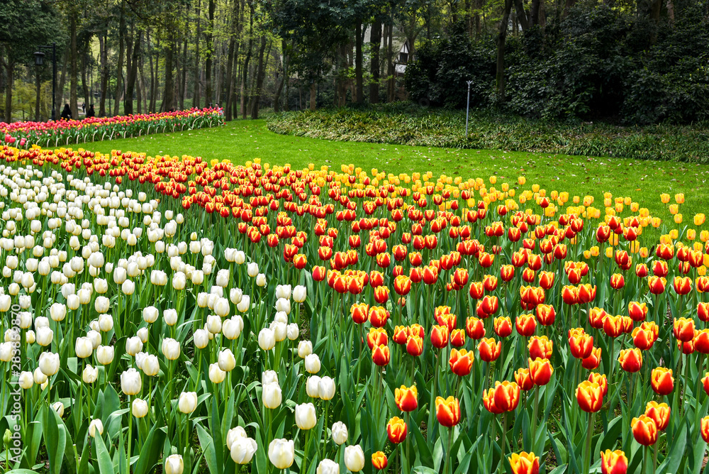 Spring landscape, colorful fresh tulips blooming in famous Hangzhou garden, CHINA.