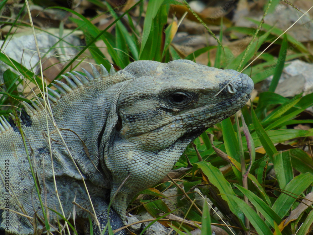 Obraz premium Iguane