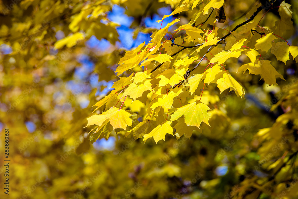 Autumn background-yellow maple leaves in the city Park Autumn background-yellow maple leaves in the city Park