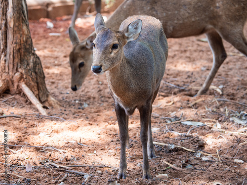 Deer are beautiful animals