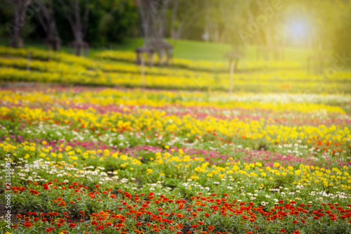 The flower garden in the colorful garden