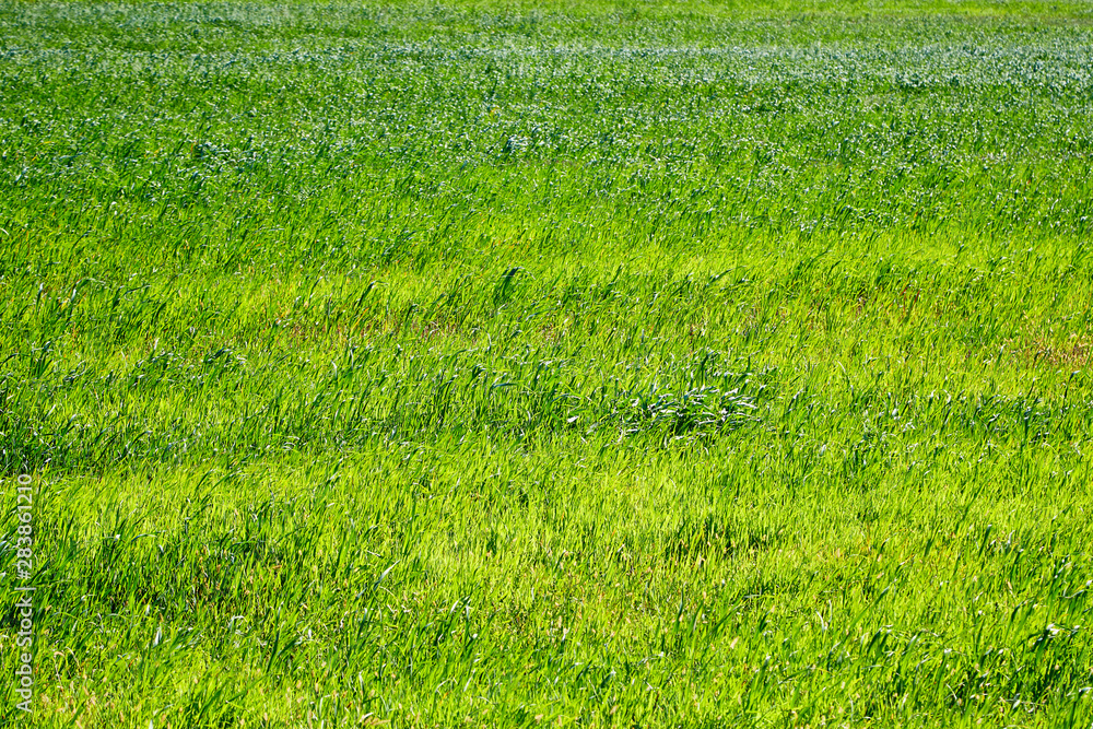 Green grass field for bacground or texturel Copy space concept Green grass field for bacground or texturel Copy space concept