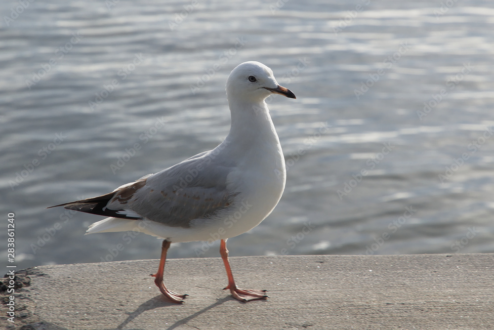 Seagull on the beach walking proudly Seagull on the beach walking proudly