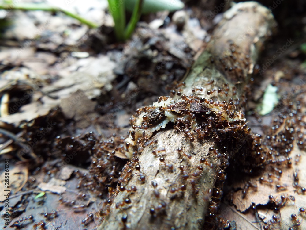 アリの行列 a line of ants アリの行列 a line of ants