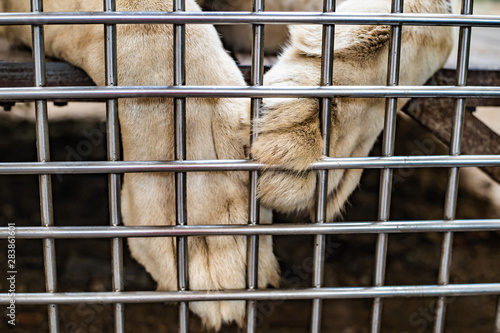 Wallpaper Mural Riveted lion paws. Concept of imprisonment. Close up. Lonely lion in cage Torontodigital.ca