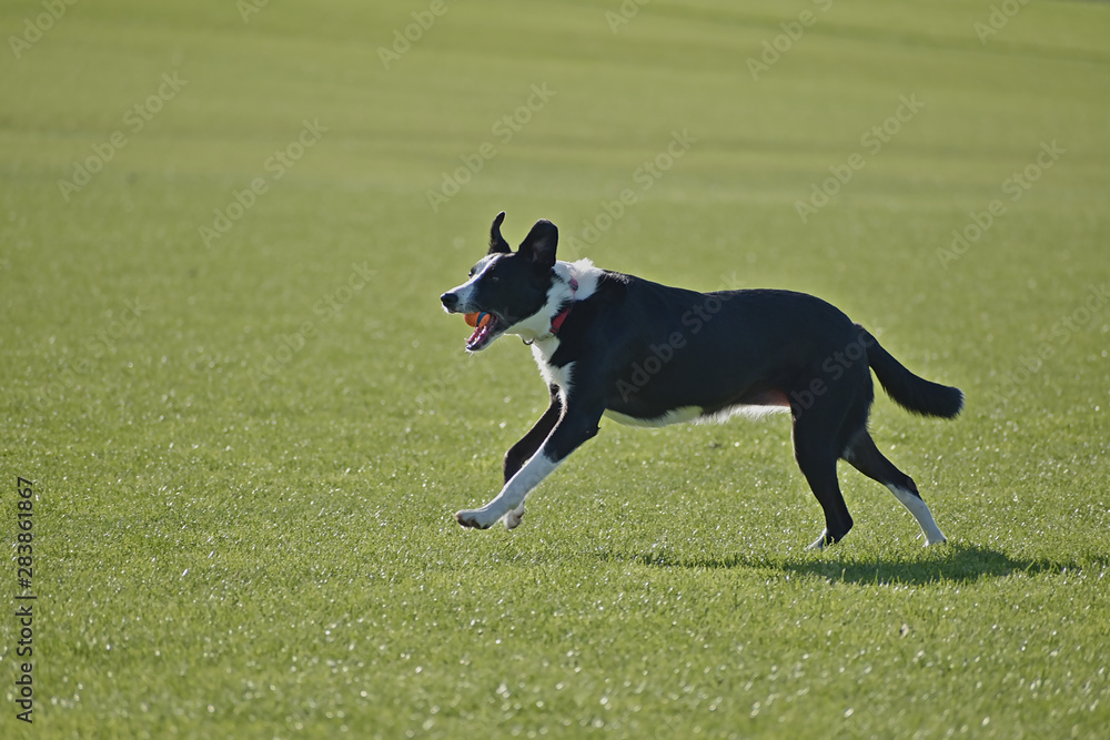Black and white dog running on green field Black and white dog running on green field