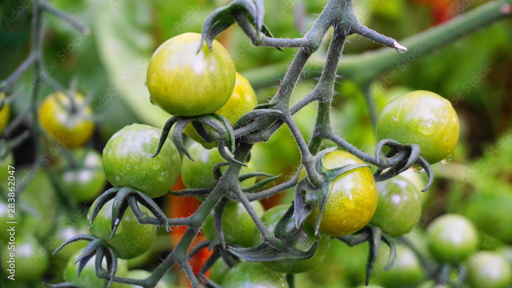 Green and yellow cherry tomatoes on the vine in the vegetable garden close up.
