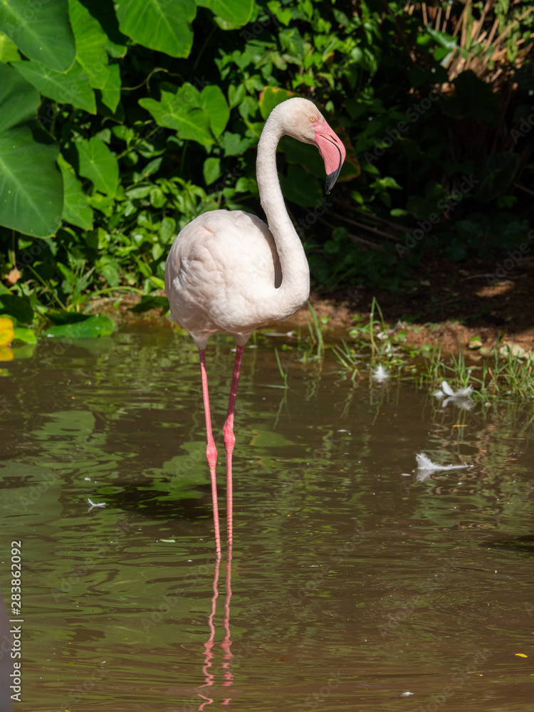 Flamingo is the most beautiful in the world