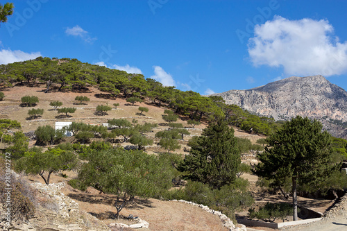 Karpathos island - Olive grove and pines, countryside around the Diafani village on north side of the island. Greece