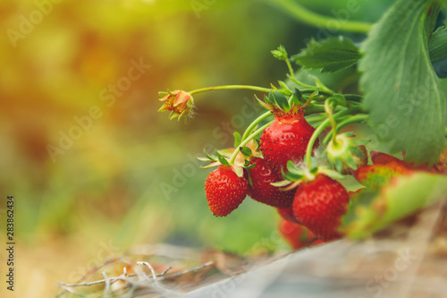 Strawberries on strawberry plant close up in the morning light