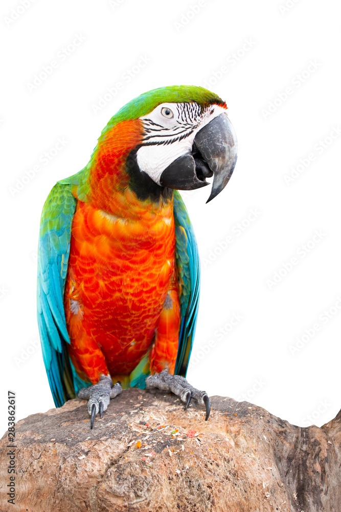 Macaw parrot with cliping path. Colorful bird perching on branch. Portrait of amazon's parrot or colorful parrot on white background.
