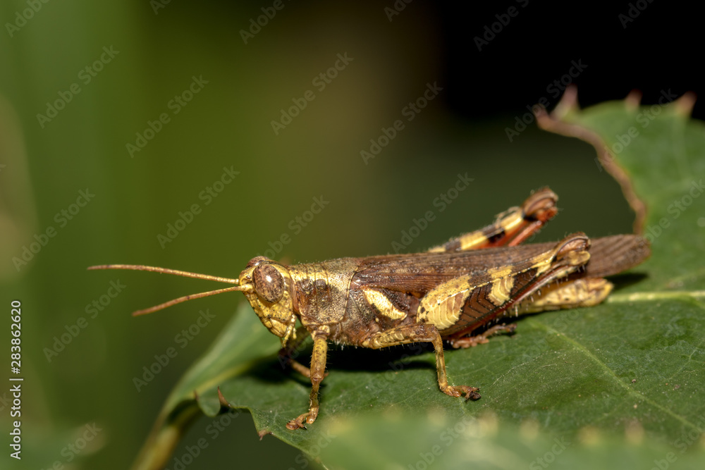 The little grasshopper. The little grasshopper.