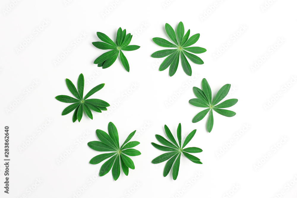 green leaves of lupine folded in a circle. beautiful minimalist composition. flat lay, copy space