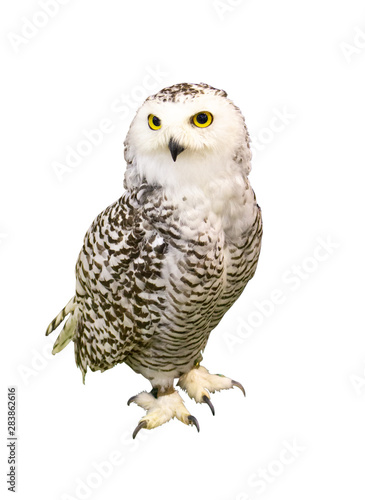 Portrait of Owl with clipping path. standing in front of white background