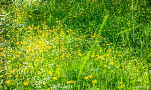 wildflower meadow