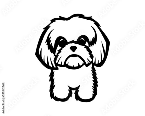 shih tzu vector illustration in black and white 