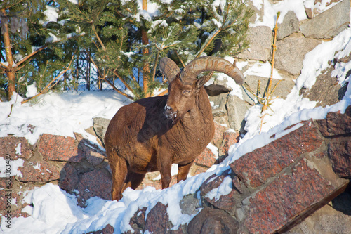 Argali or mountain sheep.   Argali is a mountain sheep with a steep curved heavy horns, forcing the beast to hold his head high. photo