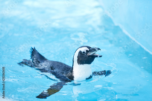 魚を食べるペンギン