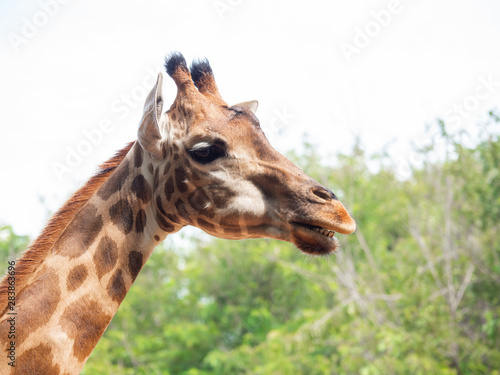 The giraffe is the highest animal © nitinan