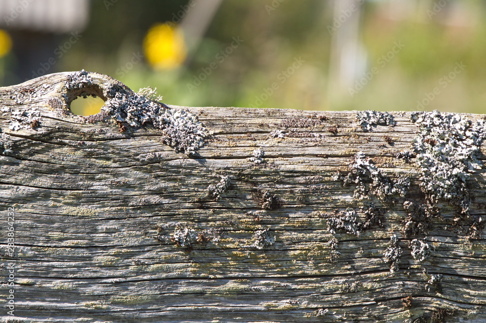 Fototapeta premium Old rotten Board covered with lichen,on a blurred background texture