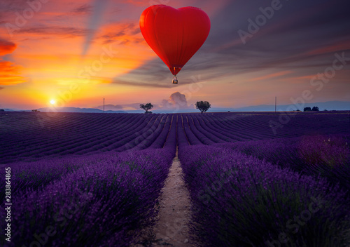 Lavender field and hot air balloon