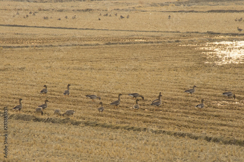 ducks on the paddy field