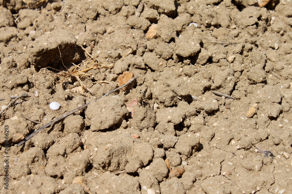 Grasshopper mimikry dirt Grasshopper mimikry dirt