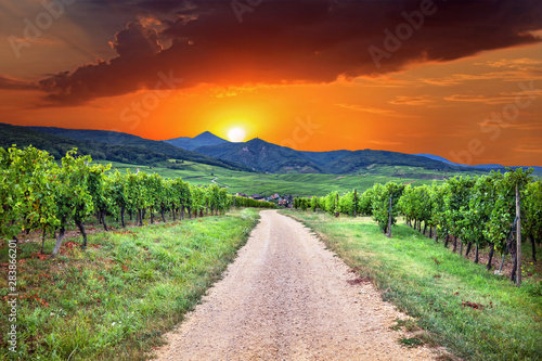 Sunset view on Hunawihr wine village in the middle of vineyards of Alsace region, France