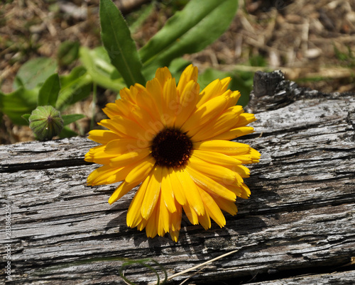 Ringelblume im Gartenbeet photo