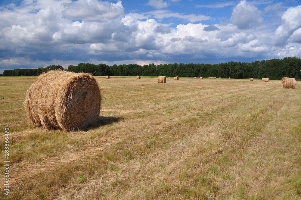 bales of hay in a field