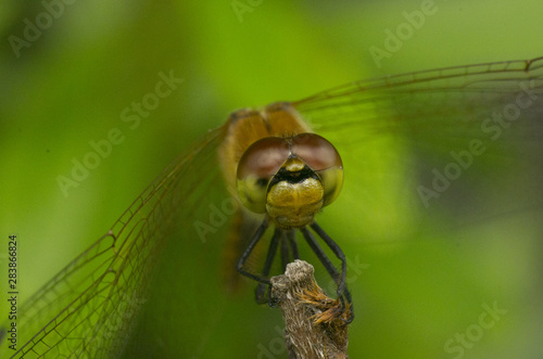 dragonfly on leaf