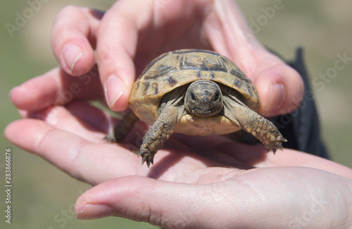 Small turtle in the hands of a person