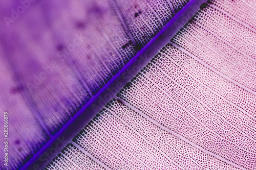 Detail of a purple leaf