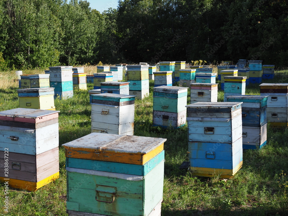 Hives in an apiary with bees flying to the landing boards. Apiculture Hives in an apiary with bees flying to the landing boards. Apiculture
