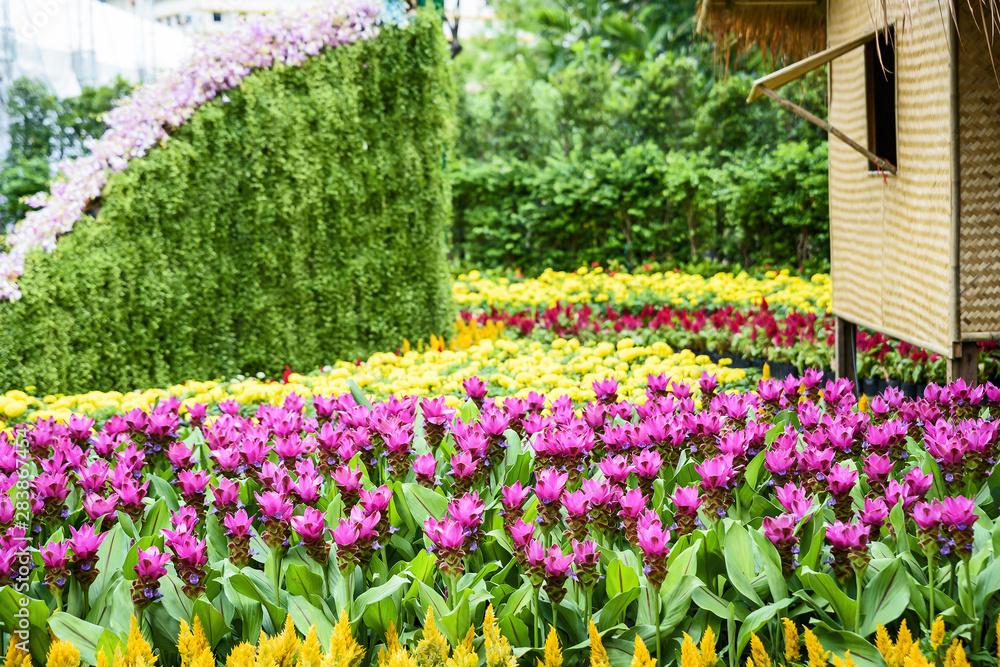 Fototapeta premium Various flower gardens.