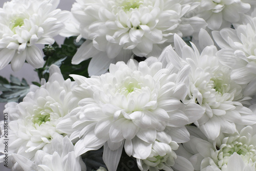 Background of white chrysanthemum flowers. Buds of white flowers.