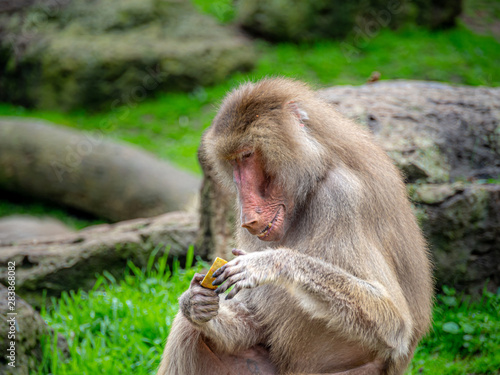 Baboon Holding Fruit