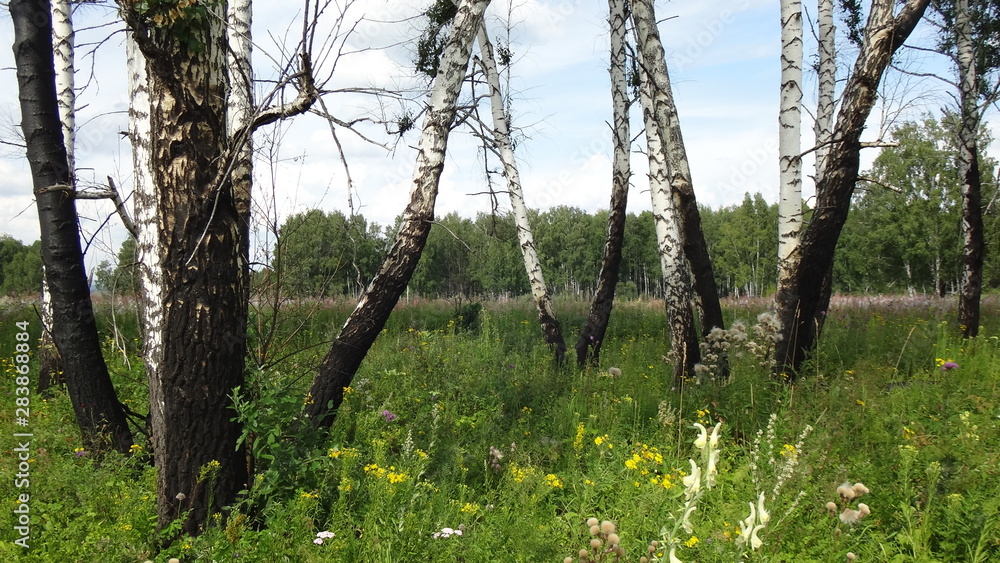 Fototapeta premium trees in the forest