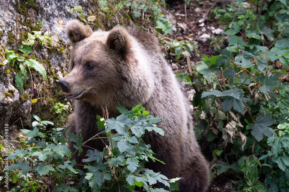 Fototapeta premium Ours