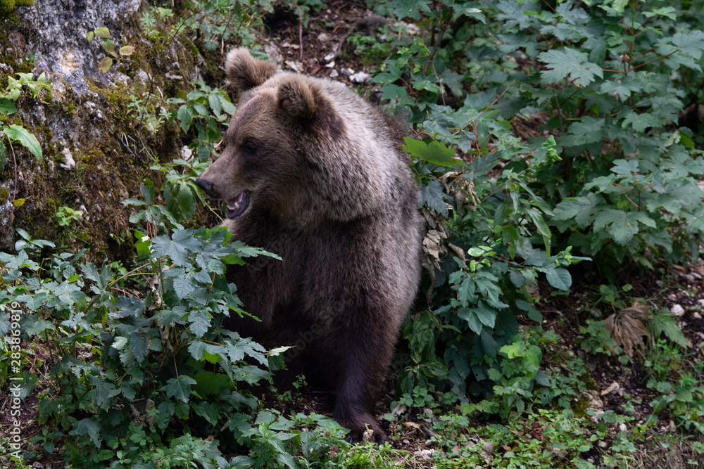 Fototapeta premium Ours