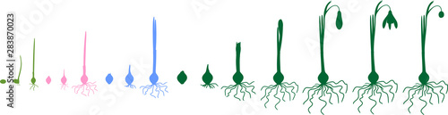 Four year life cycle of Galanthus nivalis or Common snowdrop. Stages of growth from seed to flowering plant with leaves and flowers isolated on white background