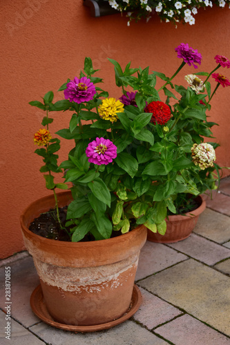 Beautiful colorful zinnia in a ceramic pot, terrace decoration. © kasiaczn